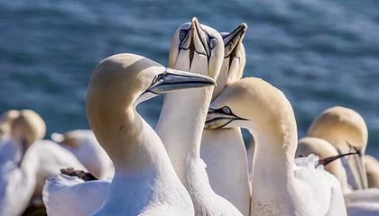 仙踪林COMPANY LIMITED19岁，仙踪林集团