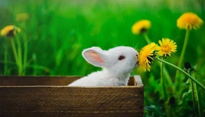 freechinese国产精品破解版